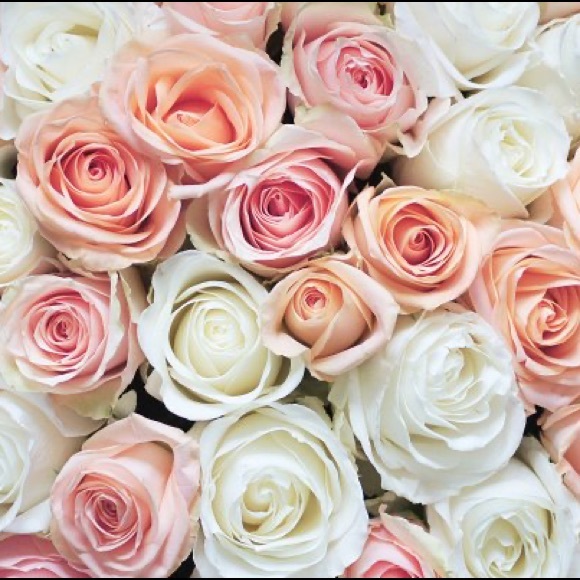 Meet your Posher, Rosa - Picture 2 of 2